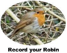 Record Robin