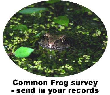 Record Frog survey
