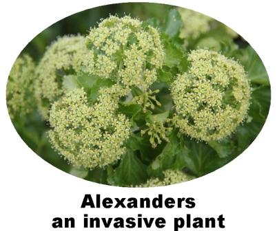 Record Alexanders