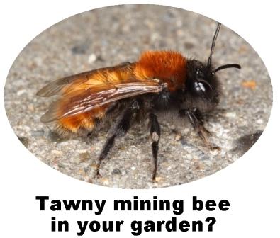 Record Tawny Mining Bee