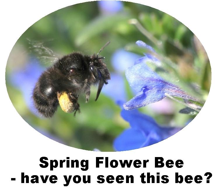 Record Hairy-footed Flower Bee