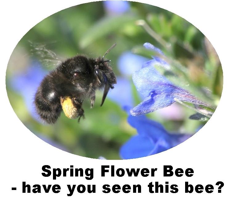 Record Spring Flower Bee