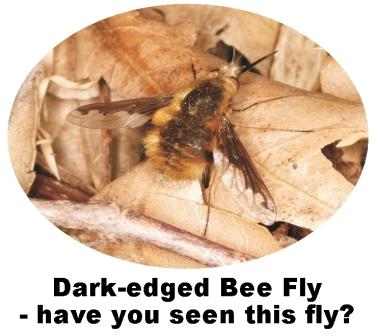 Record Dark-edged Bee Fly
