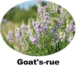 Record Goats-rue