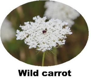 Record Wild Carrot