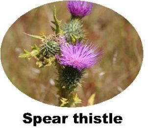 Record Spear Thistle