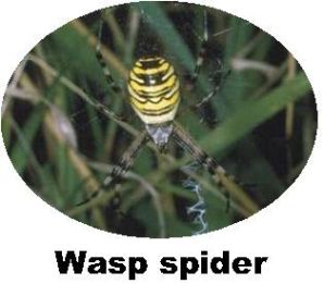Record Wasp Spider