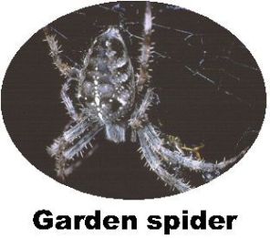 Record Garden Spider